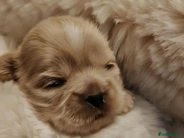 Shih Tzu dogs for sale: Last male golden with white marking shit Tzu - Advert 1