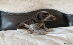 Cocker Spaniel dogs for sale:  show type spaniel puppies health tested parents  - Image 12