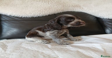 Cocker Spaniel dogs - Advert 5