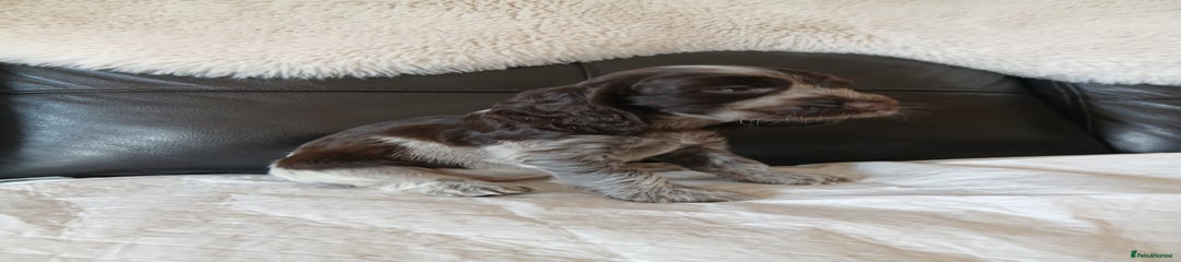 Chocolate roan girl 2
