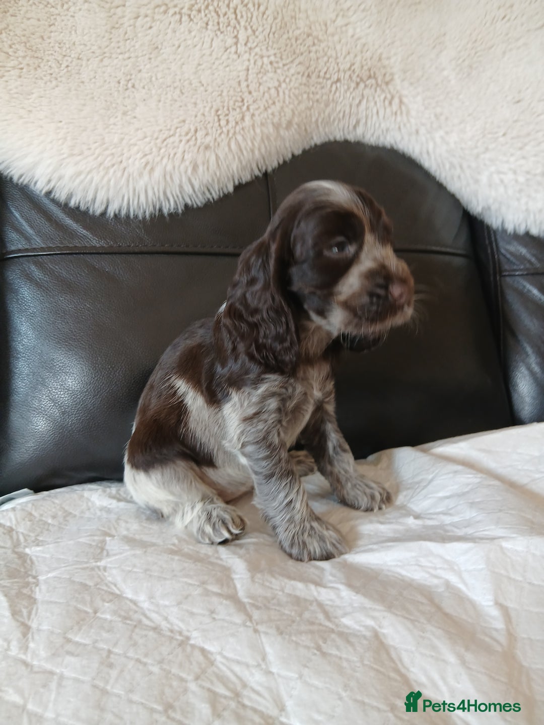 Cocker Spaniel dogs for sale:  show type spaniel puppies health tested parents  - Image 12