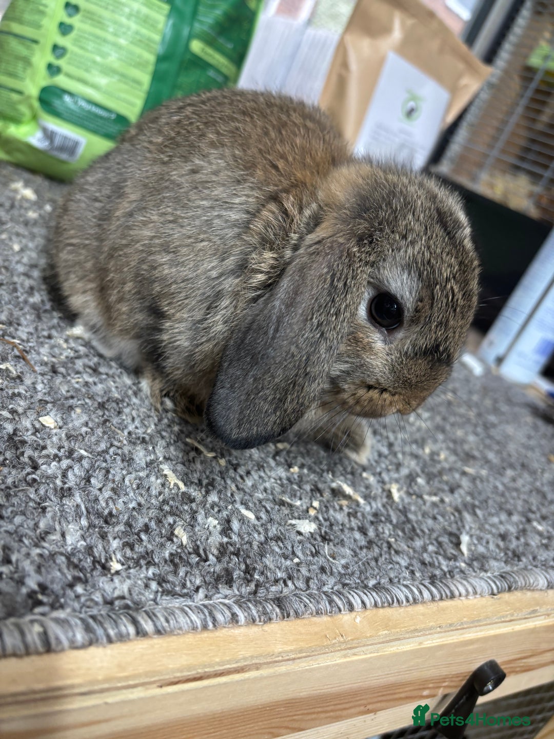 Mini Lop rabbits for sale: Pedigree Minilop babies for sale  - Image 7