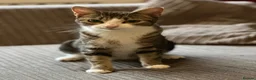 Mixed Breed cats for sale: Mixed breed kittens  - Advert 1