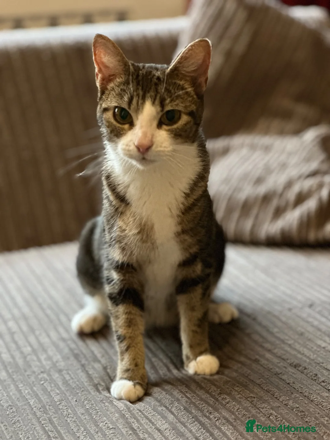 Mixed Breed cats for sale: Mixed breed kittens  - Advert 1