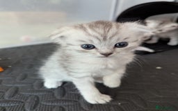 Scottish Fold cats for sale: 🐾 Beautiful Scottish Fold Kittens 🐾 - Image 8
