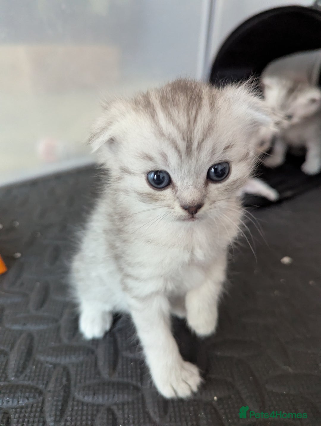 Scottish Fold cats for sale: 🐾 Beautiful Scottish Fold Kittens 🐾 - Image 8