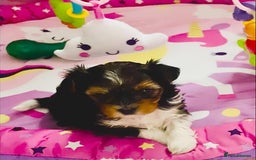 Biewer Terrier dogs for sale: ❗️1 GIRL LEFT ❗️BIEWER YORKSHIRE TERRIER❤️ - Image 7