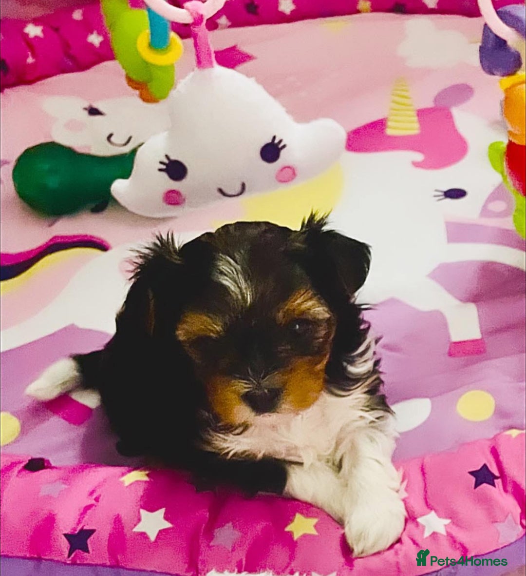 Biewer Terrier dogs for sale: ❗️1 GIRL LEFT ❗️BIEWER YORKSHIRE TERRIER❤️ - Image 7