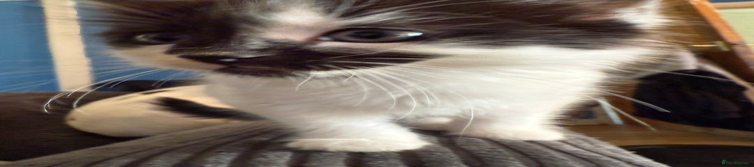British Longhair Kitten 3