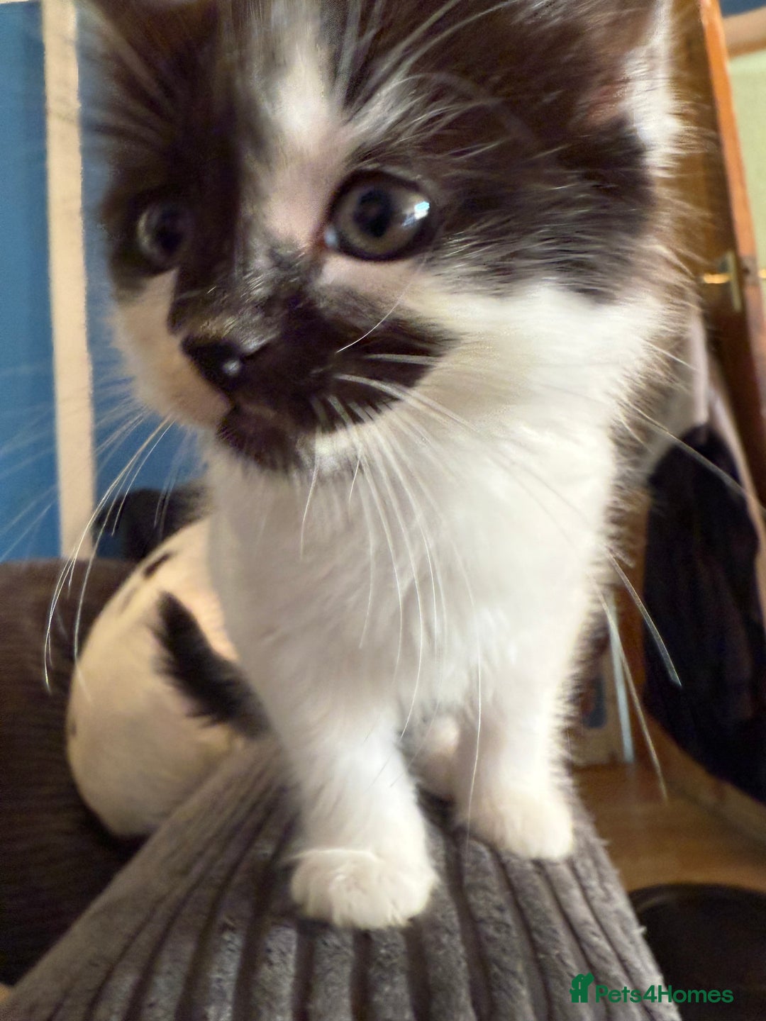 British Longhair cats for sale: Fluffy beautiful kitties  - Image 14