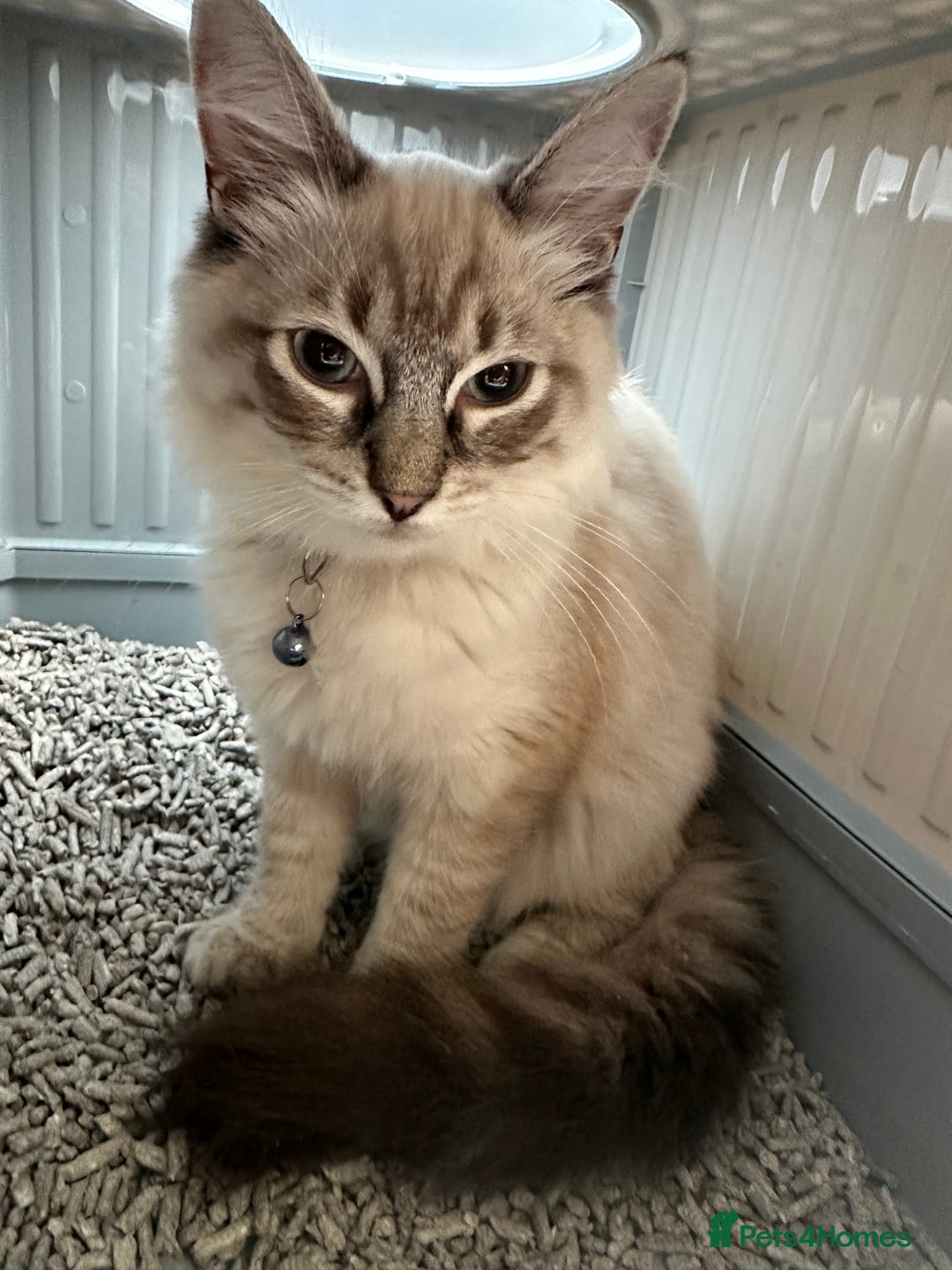 Ragdoll cats for sale: Ragdoll Lynx Blue point male - Image 1