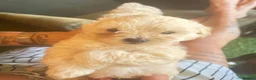 Maltipoo dogs for sale: MALTIPOOS!!! - Advert 23