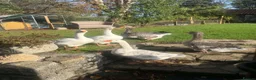 Geese poultry for sale: 3 embden/toulouse geese for sale  in Bridgwater - Advert 2