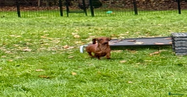 Miniature Dachshund dogs Britney - miniature Dachshund - Advert 11