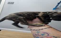 Whippet dogs for sale: Whippet puppies  - Image 10