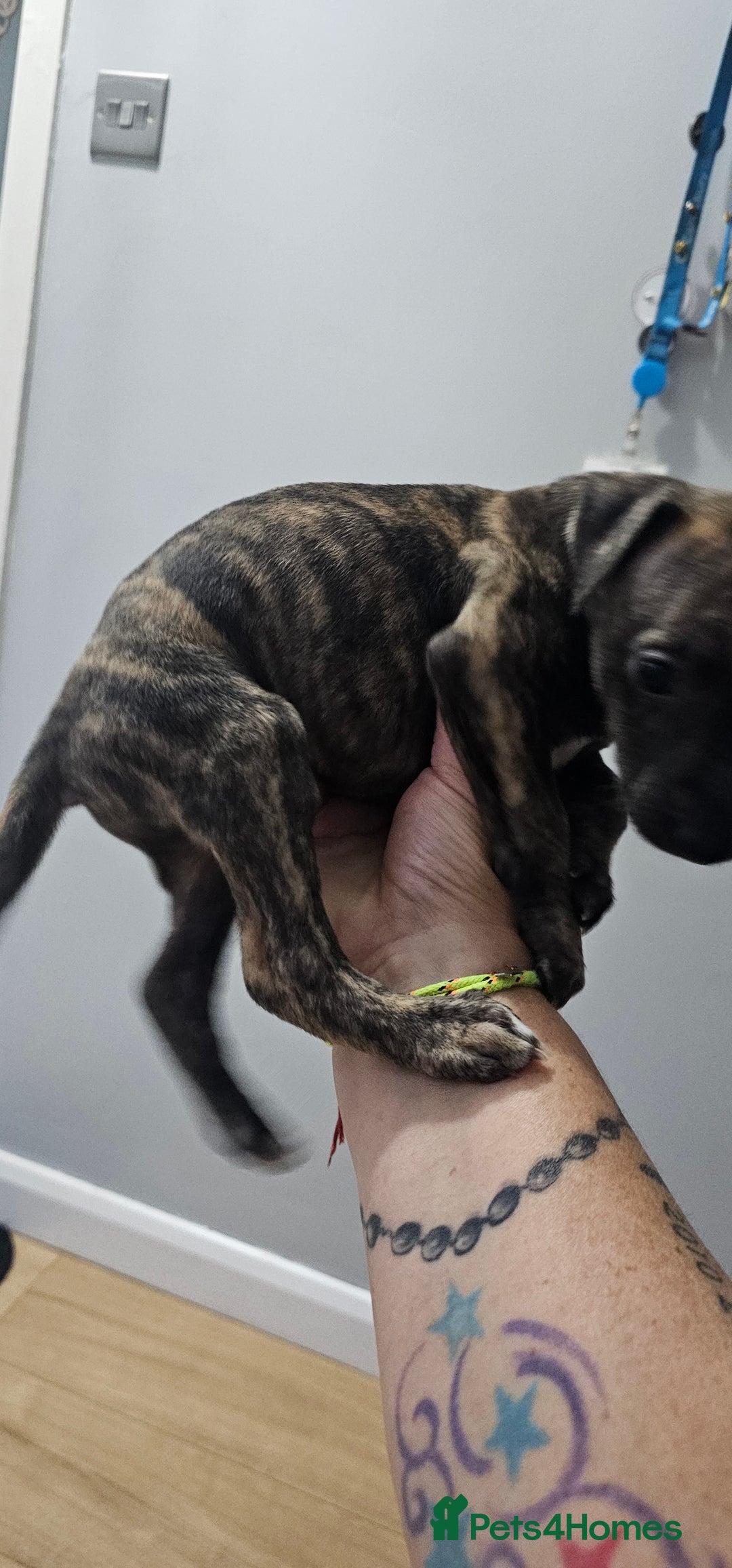 Whippet dogs for sale: Whippet puppies  - Image 10