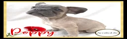 French Bulldog dogs for sale: Excellent Bloodline KC French Bulldogs A** Tested - Advert 11