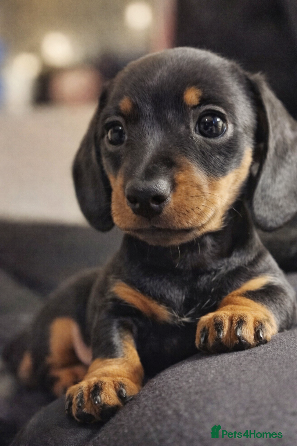 Miniature Dachshund dogs GORGEOUS KC REG MINIATURE DACHSHUND PUPS FOR SALE  - Advert 4
