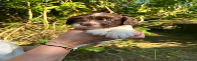 English Springer Spaniel 2 light green collar