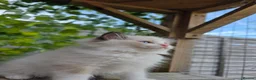 Ragdoll cats for sale: 💓please read🩵🏆European Champion lines 💫Tica - Advert 26
