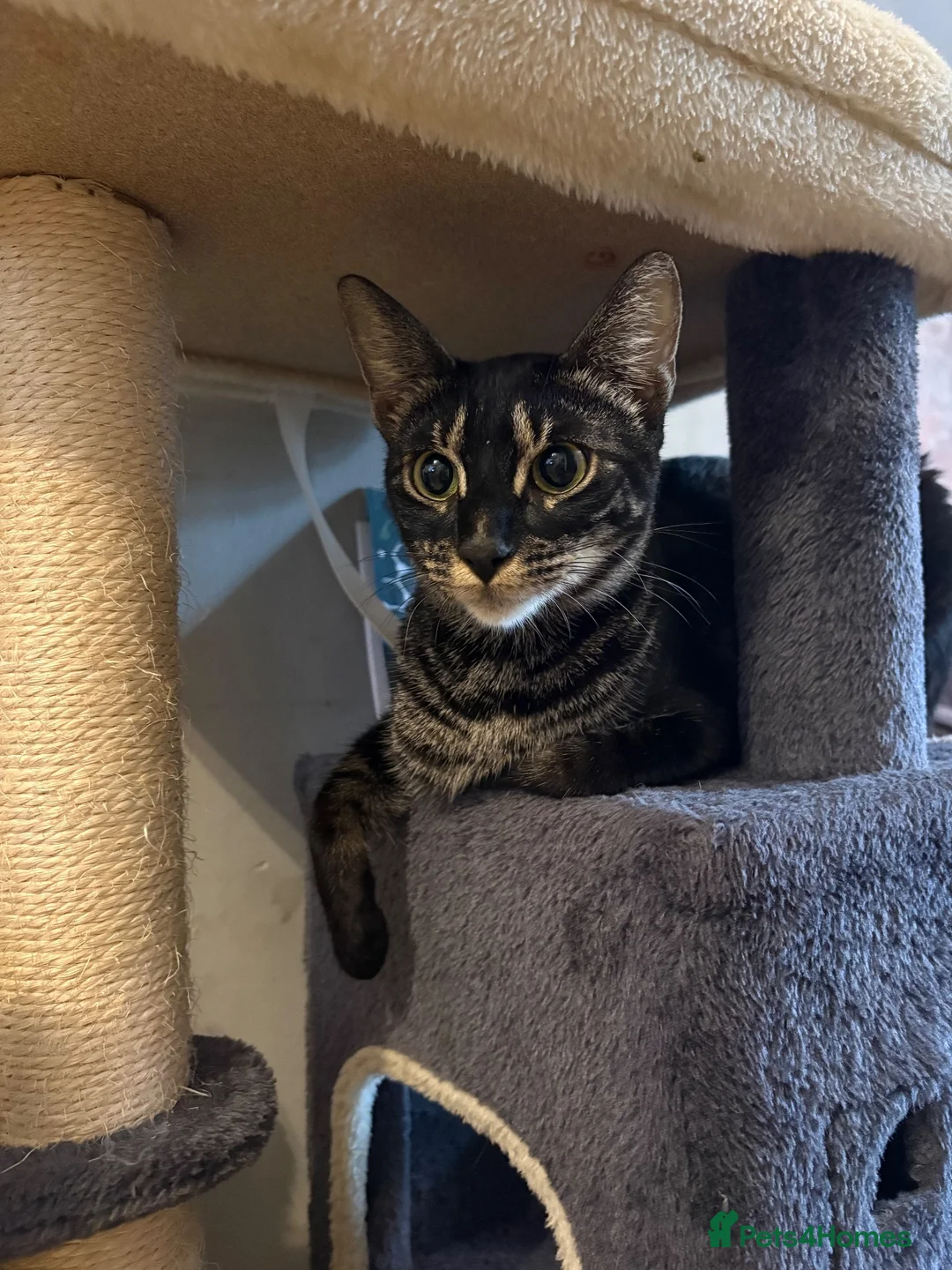 Bengal cats for sale: Bengal X kittens in Bristol - Advert 1