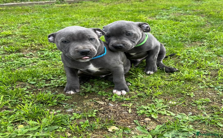 Staffordshire Bull Terrier dogs - Advert 5