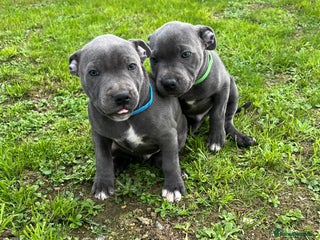 Staffordshire Bull Terrier dogs - Advert 6