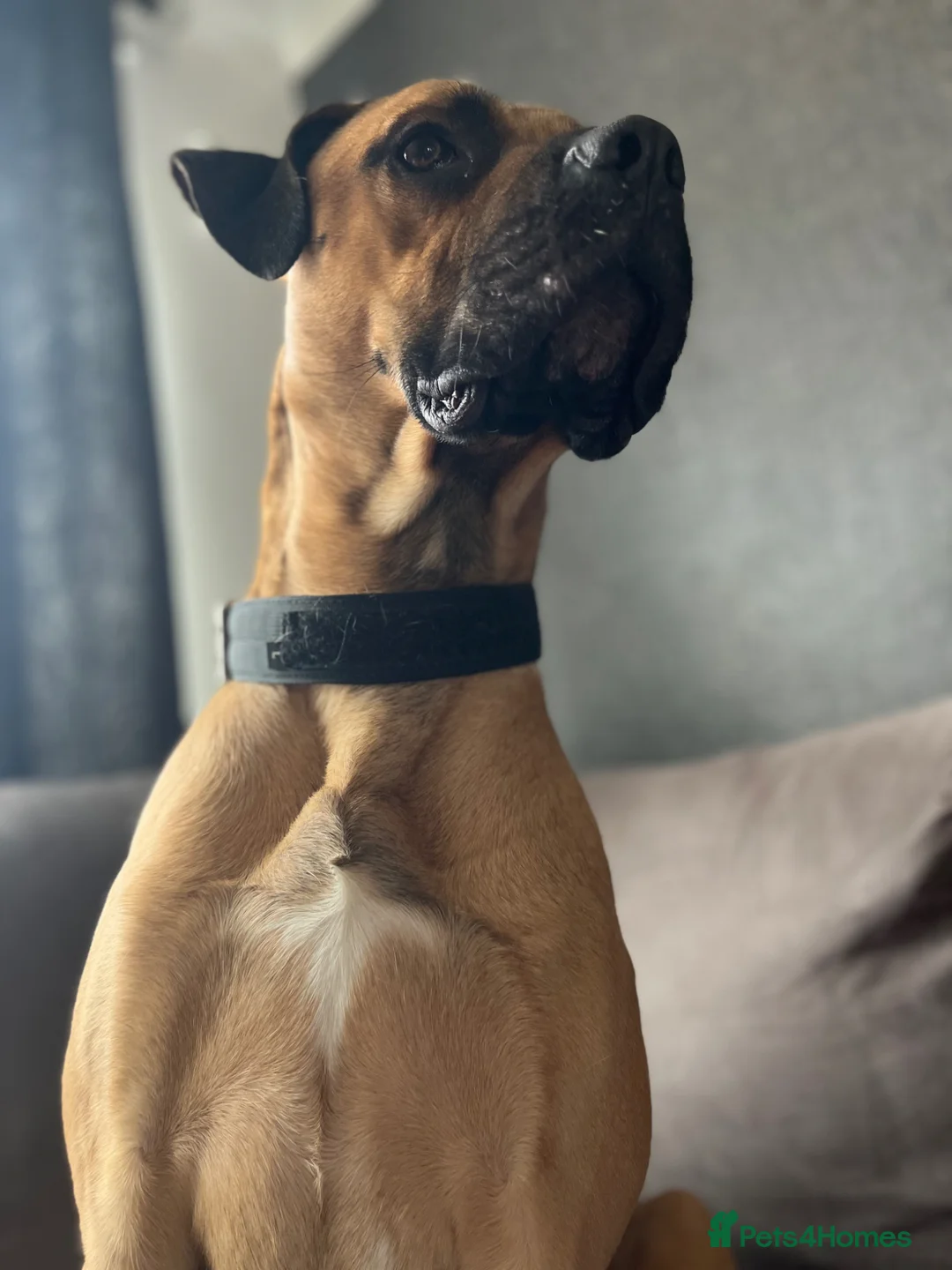 Mixed Breed dogs for sale: Desiel in Bedford - Advert 1