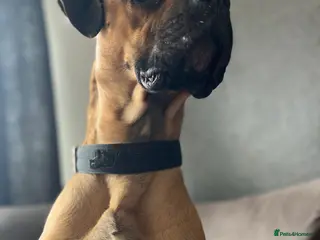 Mixed Breed dogs Desiel - Advert 3