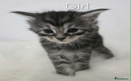 Maine Coon cats for sale: 3 Maine coon kittens. - Image 6