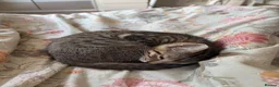 Mixed Breed cats for sale: 1 boy kitten  - Advert 3