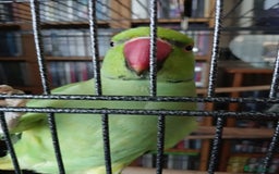 Ringnecks birds for sale: Male Indian ringneck  - Image 3