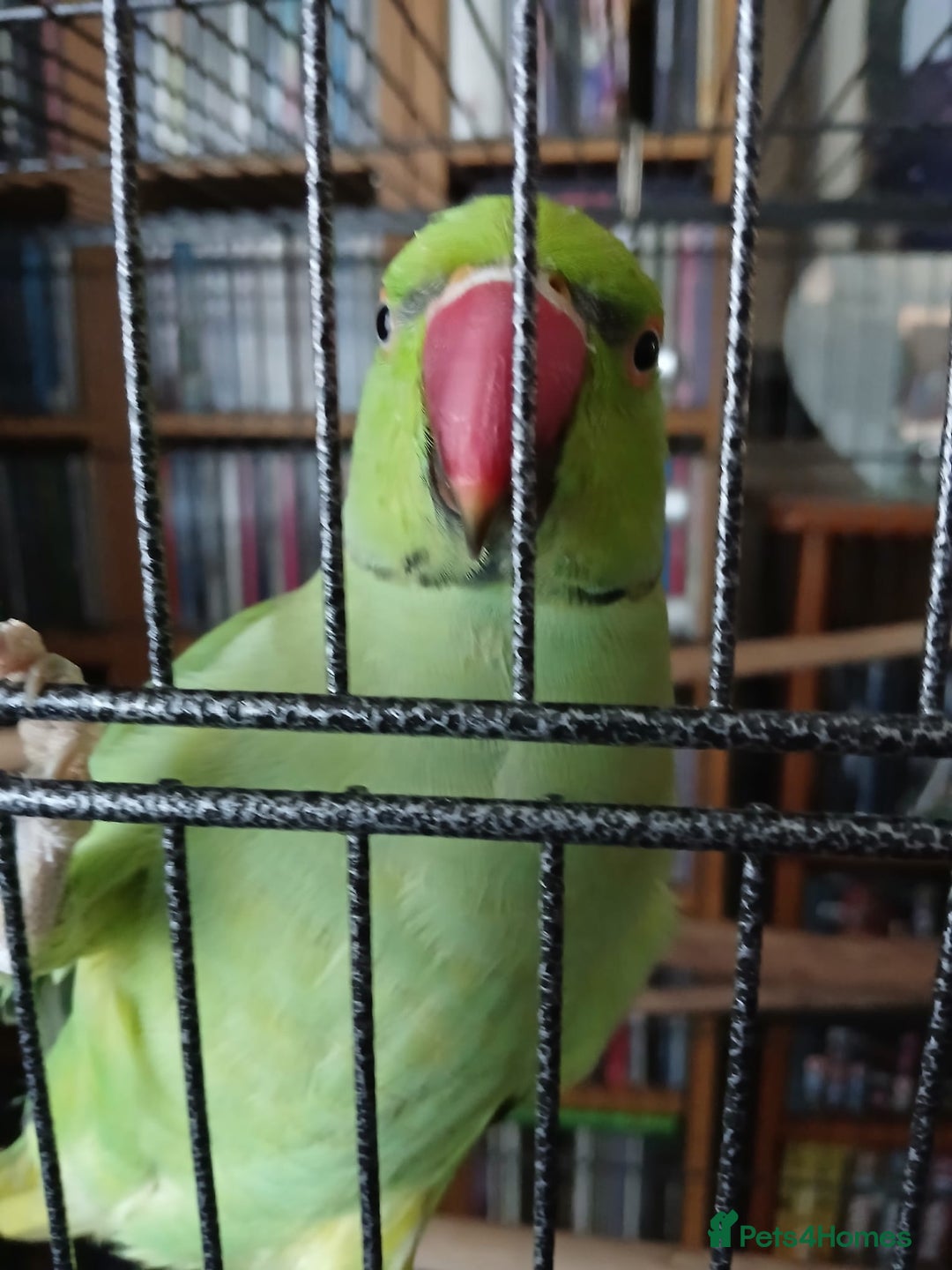 Ringnecks birds for sale: Male Indian ringneck  - Image 3