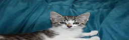 Mixed Breed cats for sale: 6 kittens desperately looking for a forever home - Advert 14
