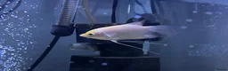 Gouramis fish for sale: Baby Giant Gourami  in Exeter - Advert 1