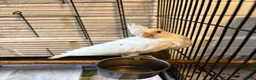 Cockatiels birds for sale: Baby Cockatiels- Albino White - Advert 9