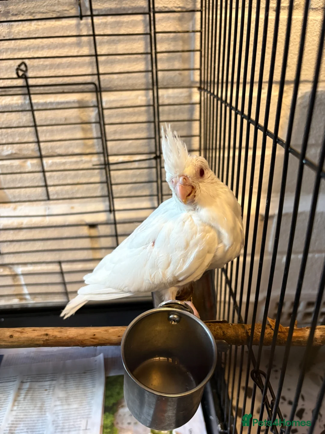 Cockatiels birds for sale: Baby Cockatiels- Albino White - Advert 9