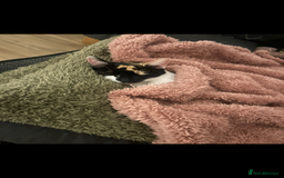 British Shorthair cats for sale: Tigga - Image 3
