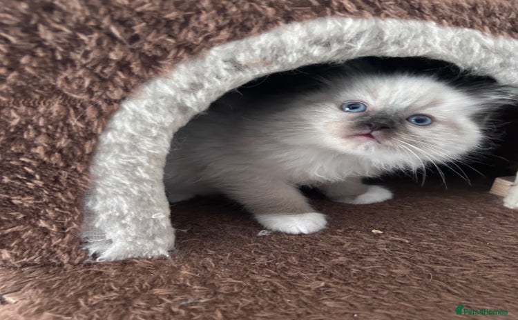 Ragdoll cats - Advert 8