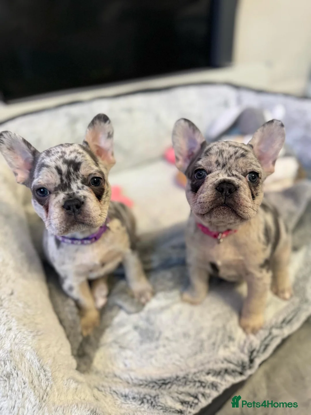 French Bulldog dogs for sale: 2 x French bulldogs  - Advert 9