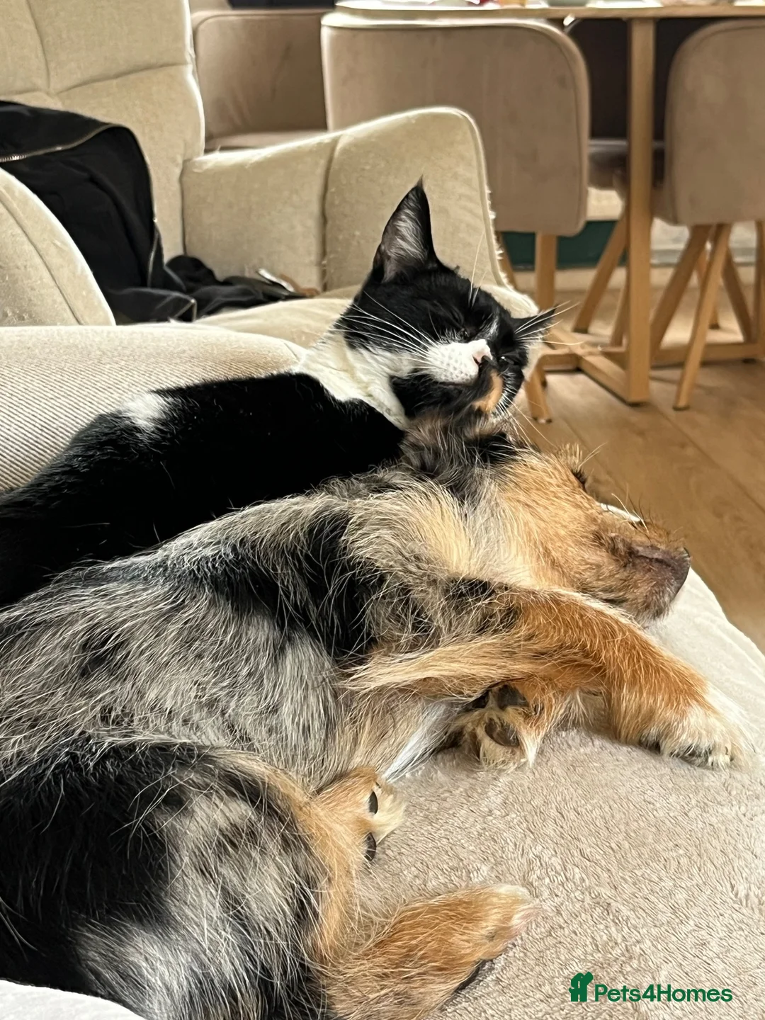 Chorkie dogs for sale: Beautiful Rex  - Advert 8