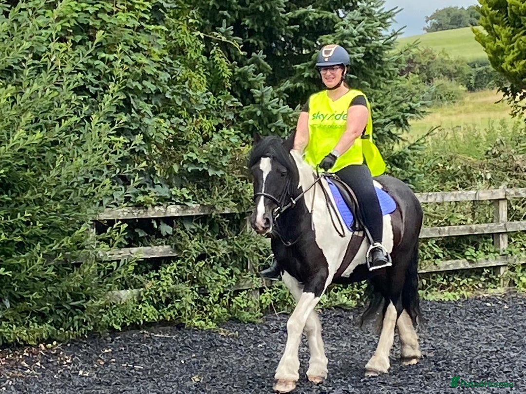 Irish Cob horses for sale: For Sale: Monty - Advert 6