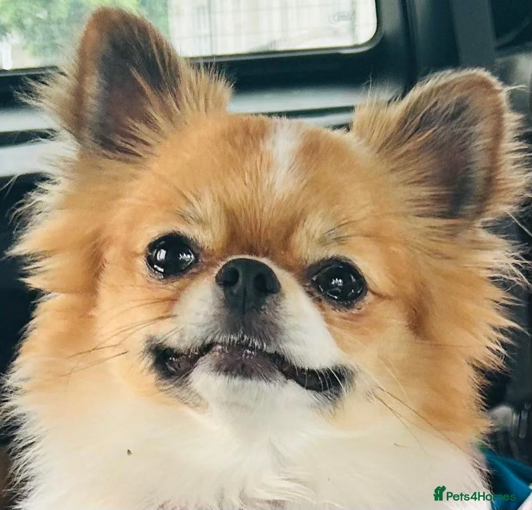 Chihuahua dogs for stud: KC Registered Long Coat Chihuahua Stud Available - Advert 1