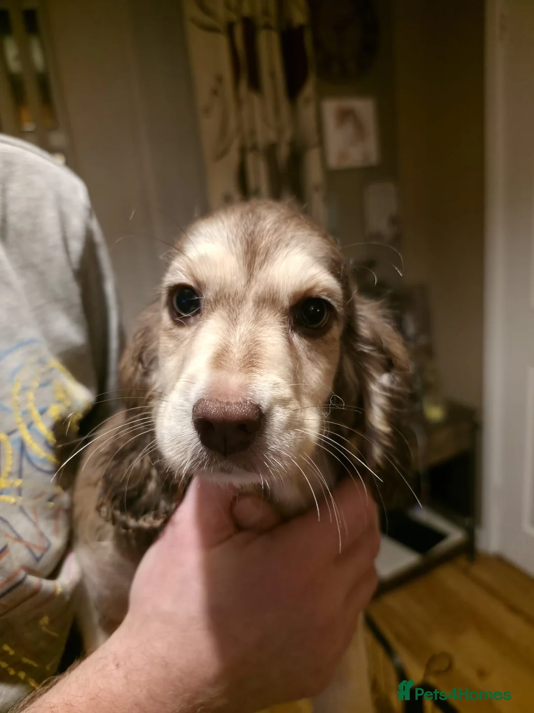 Cocker Spaniel dogs for sale: Cocker spaniel puooys - Advert 2