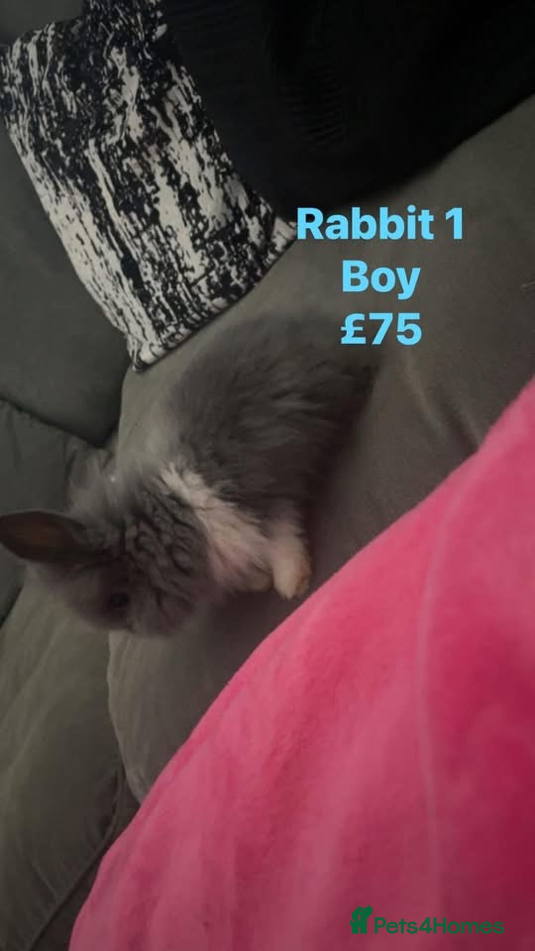 Lionhead rabbits for sale: 8 weeks old, 3 male lionhead bunnies - Advert 3