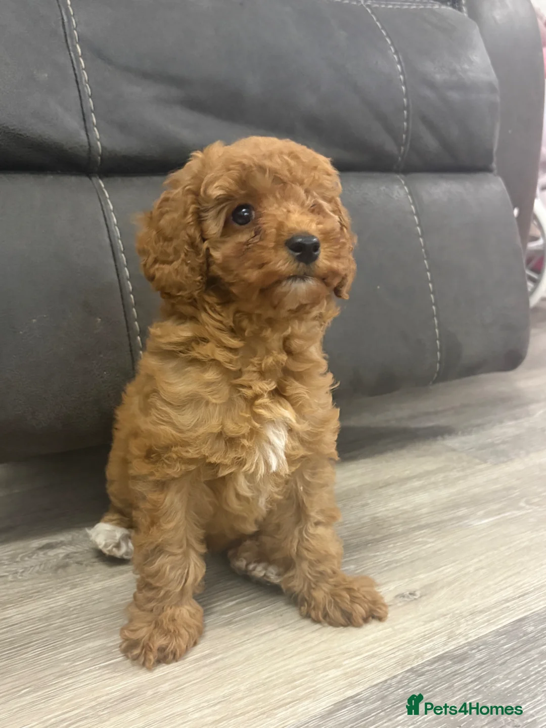 Cavapoo dogs for sale: Cavapoo x toy poodle puppies - Advert 2