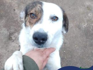 Mixed Breed dogs Meet Patch, currently residing in Sheffield in Sheffield - Advert 20