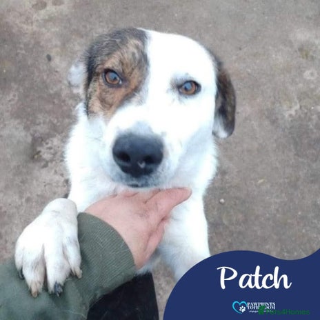 Mixed Breed dogs Meet Patch, currently residing in Sheffield in Sheffield - Advert 3