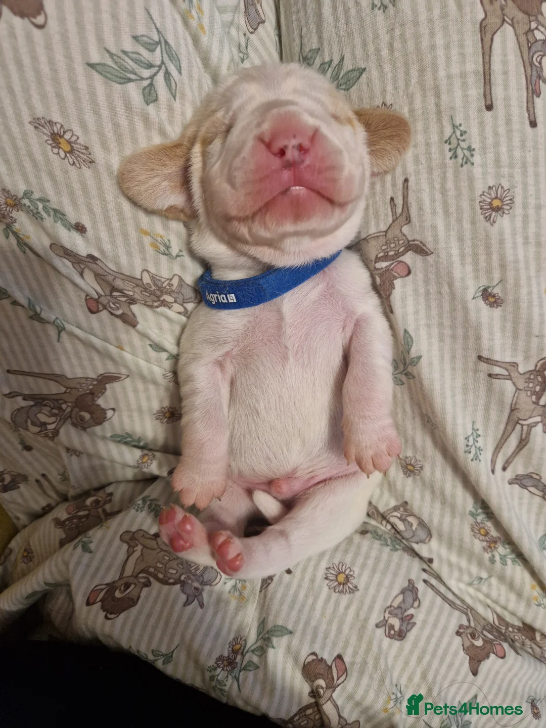 Beagle dogs for sale: Beagle Babies - Advert 5