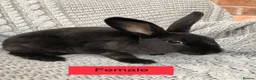 Rex rabbits for sale: Pure breed velvet mini and standard Rex rabbits - Advert 18